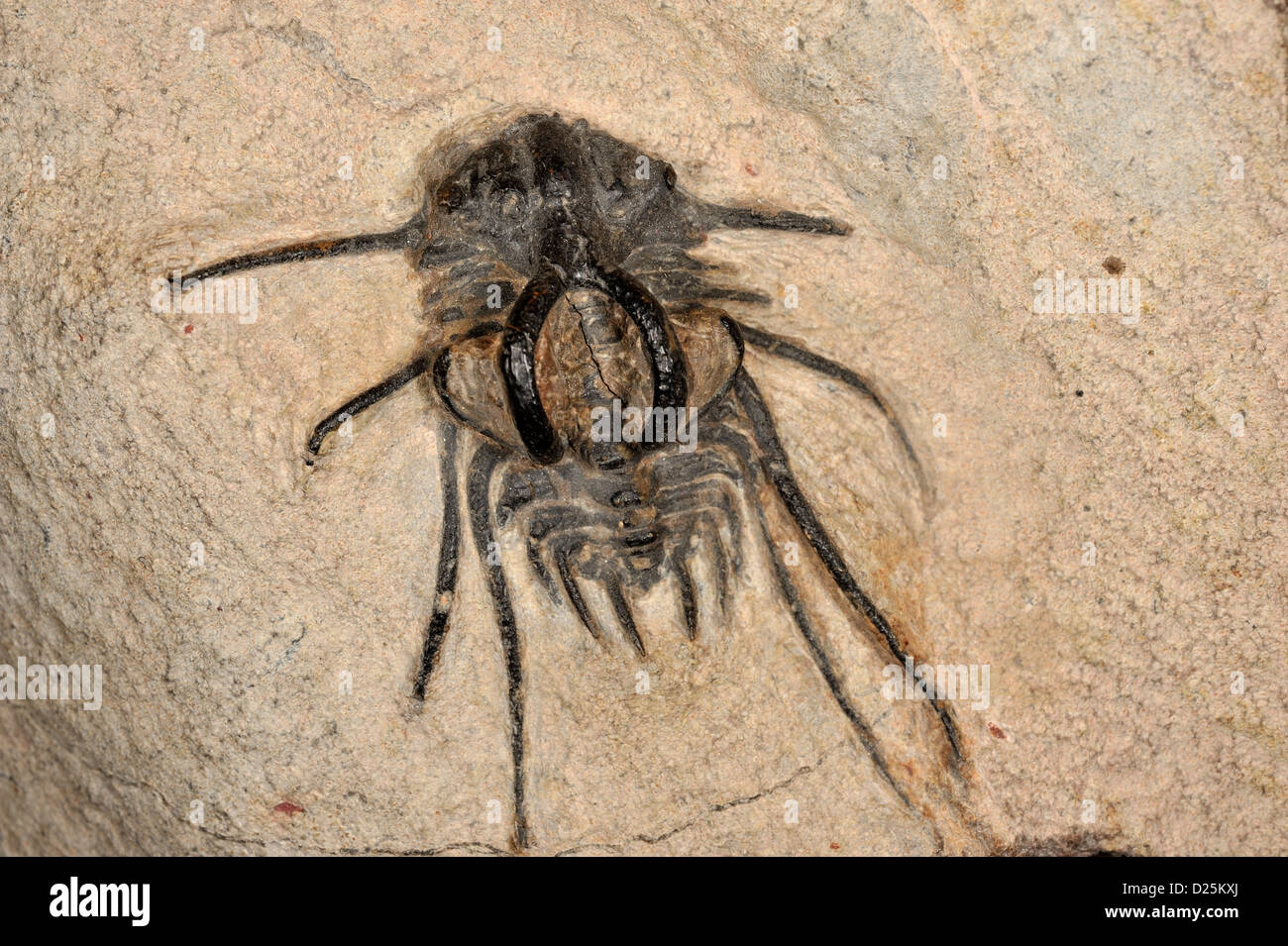 Trilobiten, Dicranurus SP., Devon, Alnif, Marokko Stockfoto