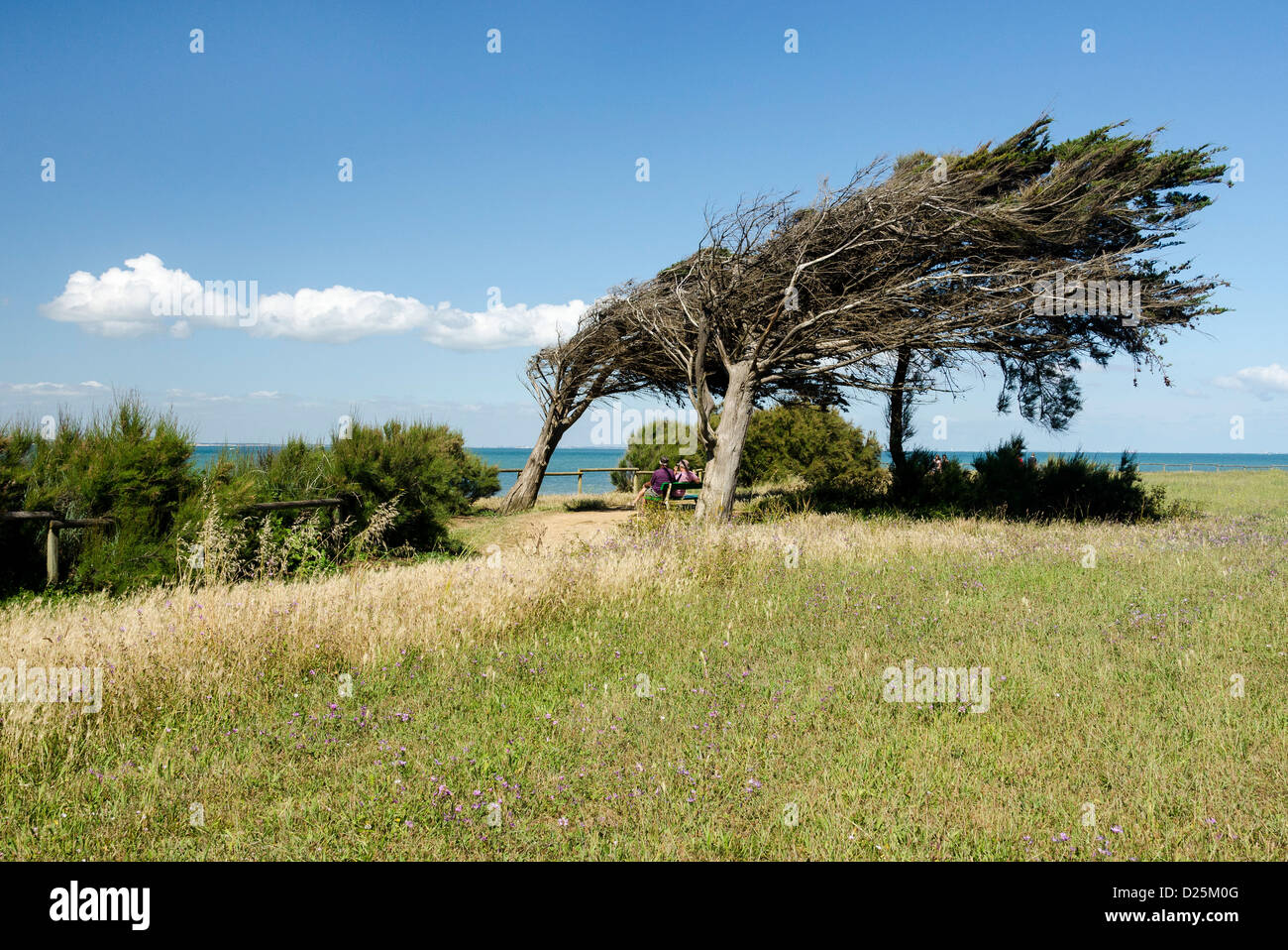 Windgepeitschte Bäume, Chassiron, Insel Oleron, Charente-Maritime, Frankreich Stockfoto