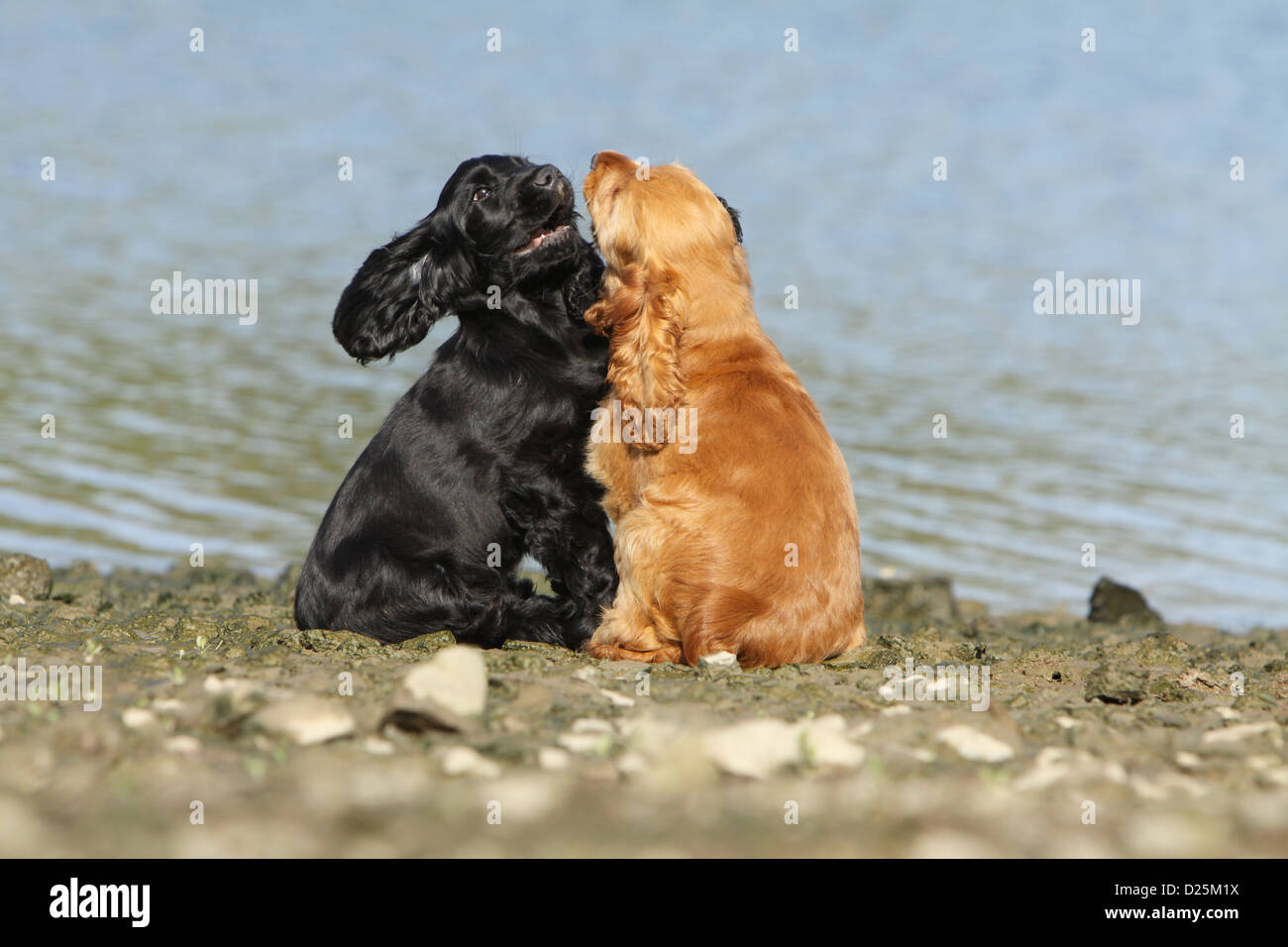 English Cocker Spaniel zwei Hundewelpen (rot und schwarz) Zahlen an einem Strand Stockfoto