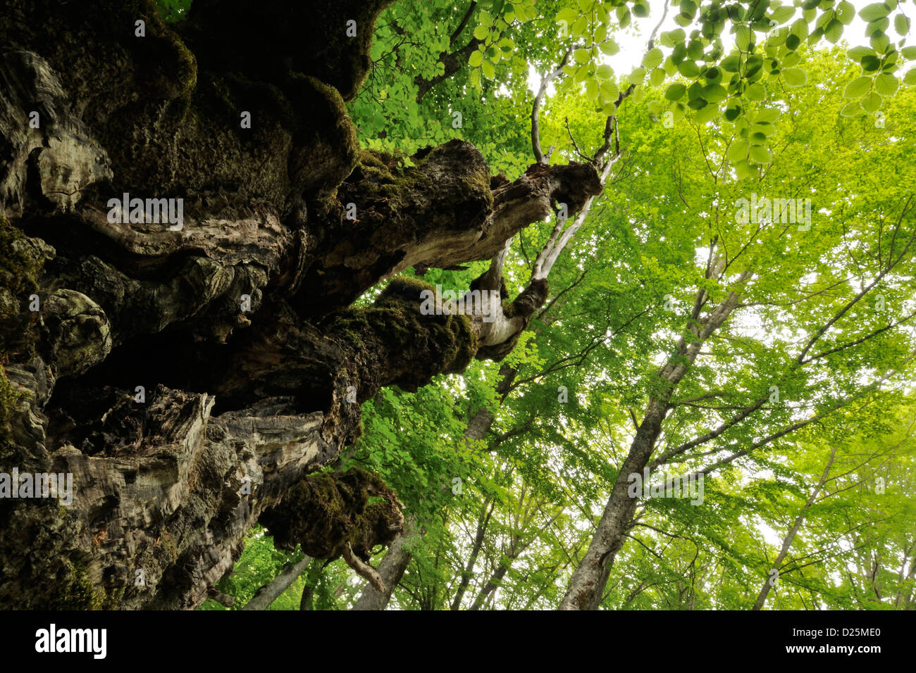 Jahrhunderte alte Buche Difesa Wald, Nationalpark Abruzzen Abruzzen, Italien Stockfoto