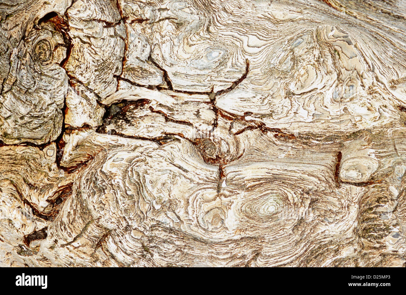 Versteinerte Holz Einlagen bei Unga zeigen die Existenz eines Meta-Sequoia-Waldes, Shumagin Islands, Alaska vor 20 Millionen Jahren Stockfoto
