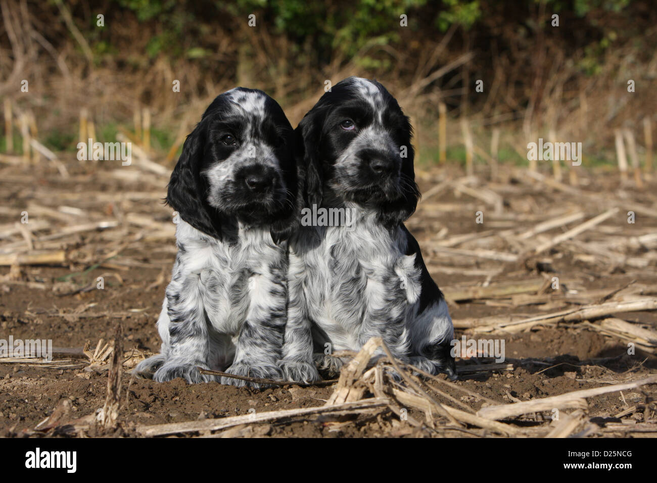 images Blue Roan Cocker Spaniel Images https www alamy de stockfoto english cocker spaniel zwei hundewelpen blue roan sitzen in einem feld 52986992 html