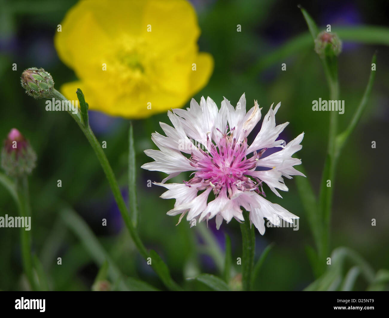 Kornblume 2 Stockfoto