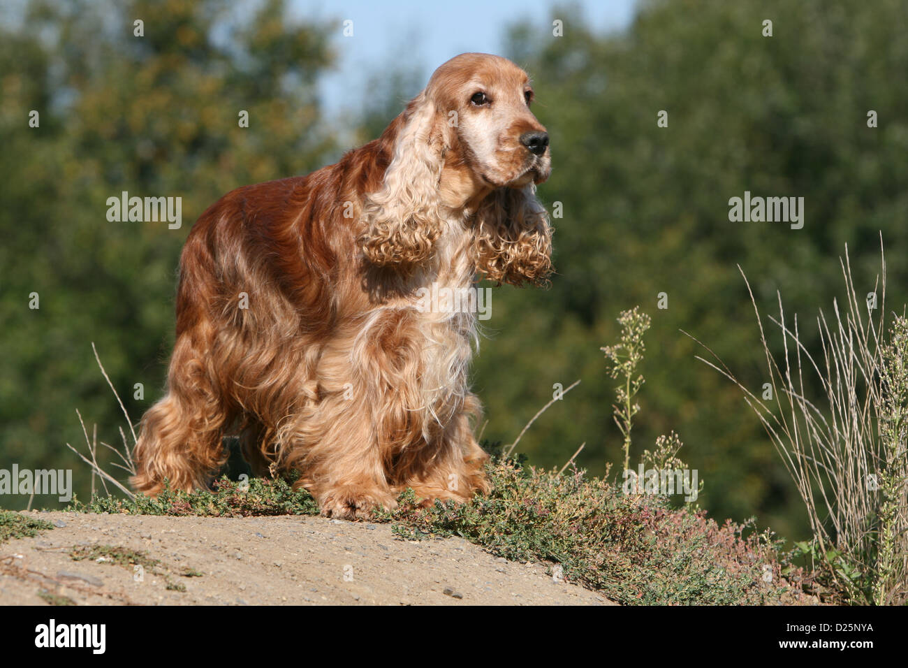 Hund English Cocker Spaniel Erwachsener (rot) am Boden stehend Stockfoto