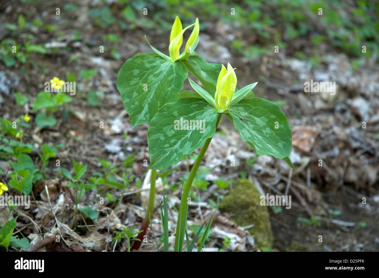 Trillium, großen rauchigen Mtns gelb Stockfoto