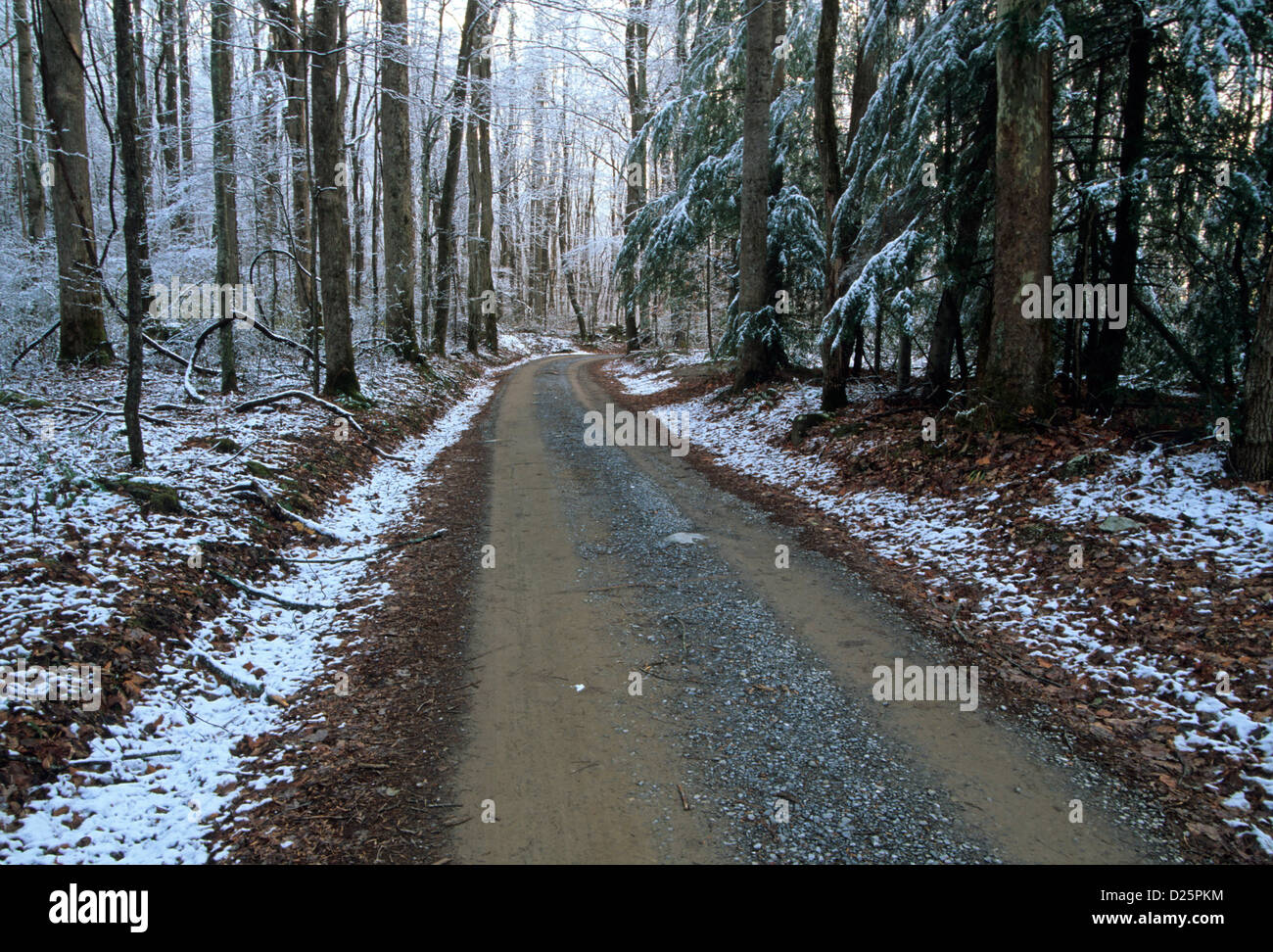 Winter, Greenbrier, großen rauchigen Mtn Stockfoto