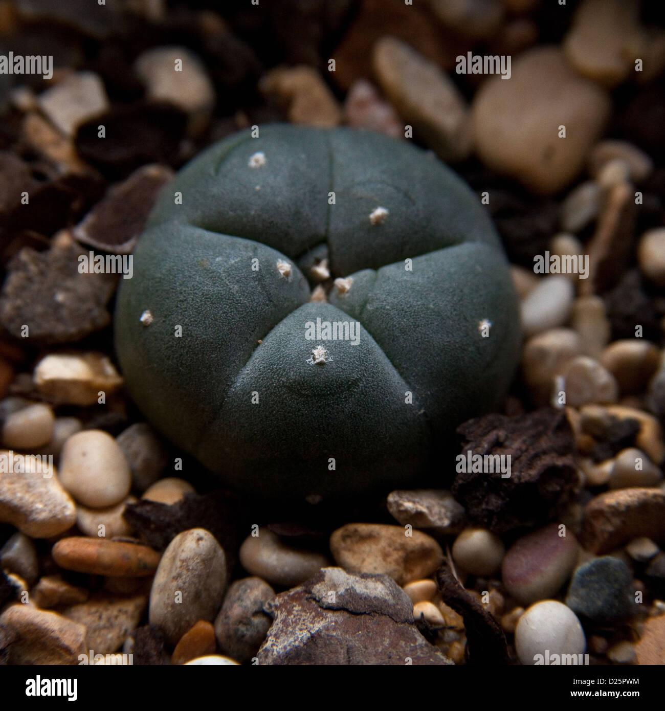 Peyote Kaktus (Lophophora Williamsii), der halluzinogene Droge Meskalin enthält. Stockfoto