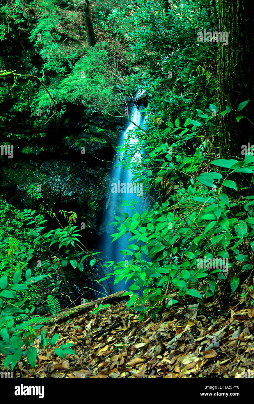 Wasserfall, großen rauchigen Mtns NP Stockfoto