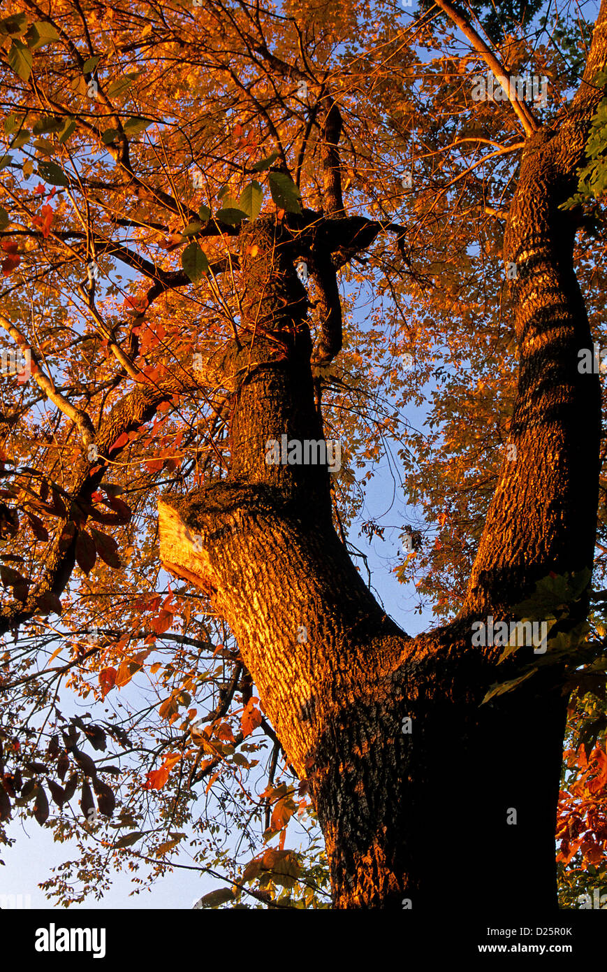 Morgenlicht auf Baum Stockfoto