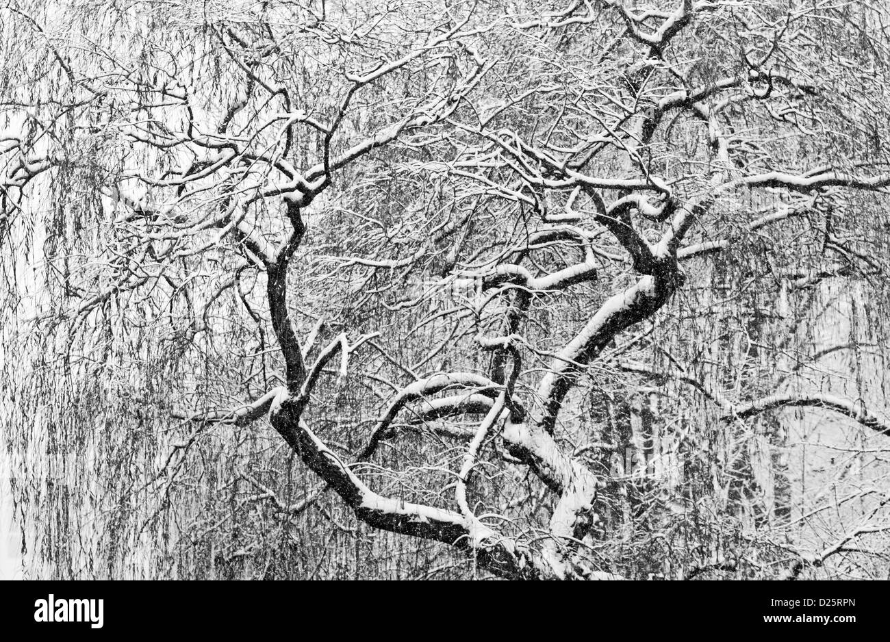 Ein Schnee beladenen Willow Tree im Winter in Berlin, Deutschland Stockfoto