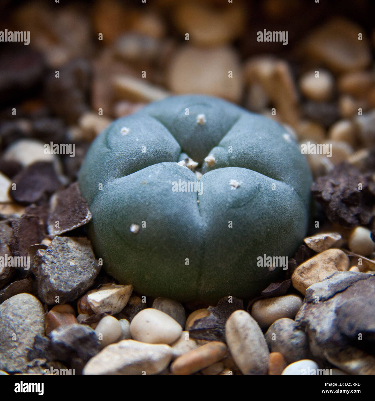 Peyote Kaktus (Lophophora Williamsii), der halluzinogene Droge Meskalin enthält. Stockfoto