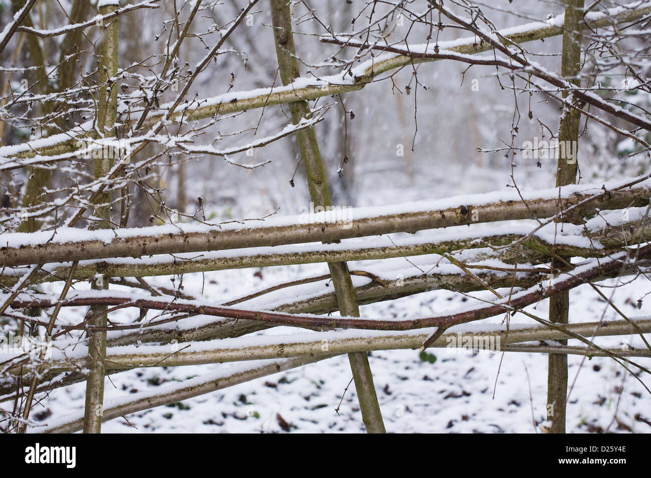 Muster auf eine Hecke um einen Wald im Winter. Stockfoto