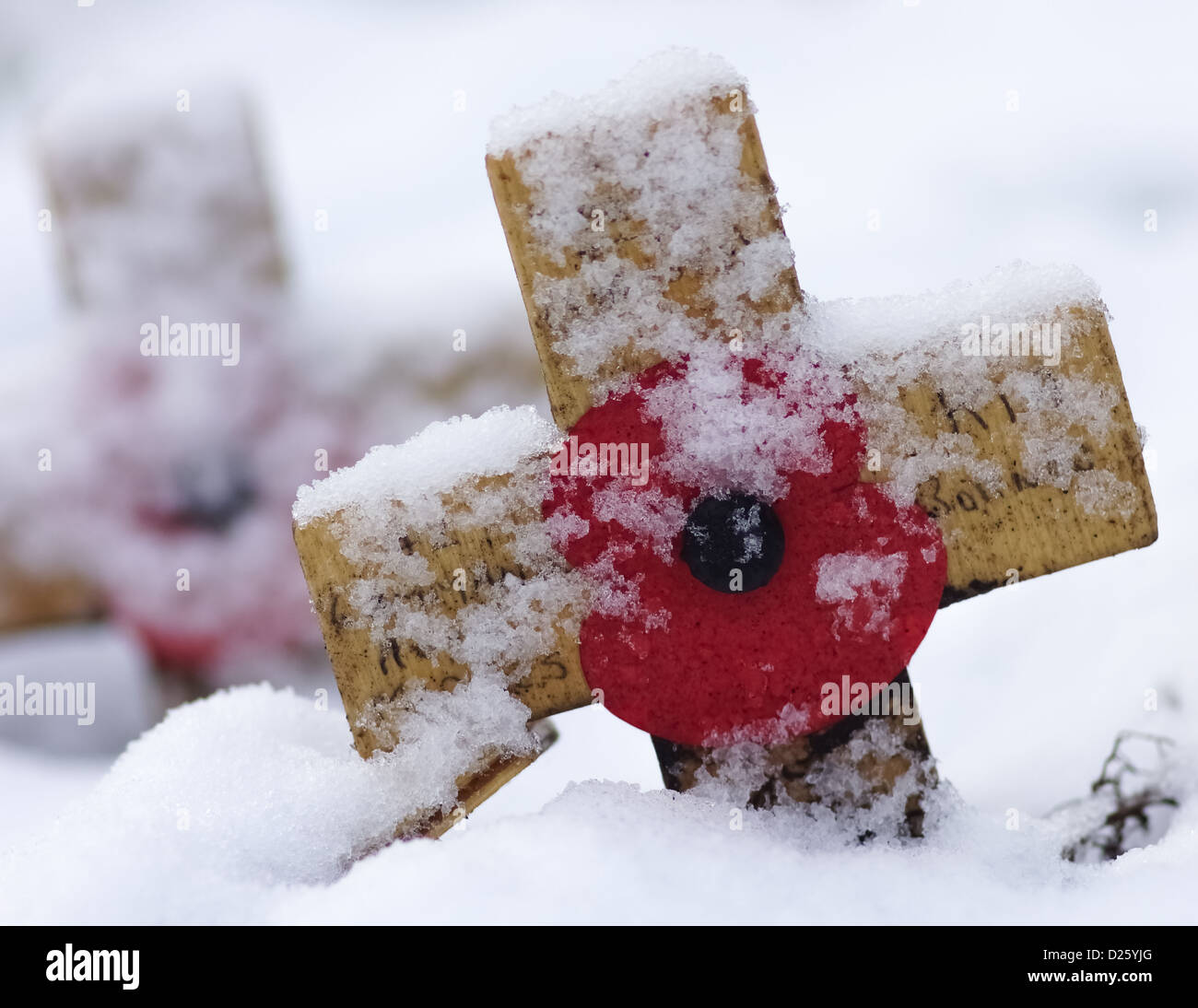 Erinnerung zu überqueren, mit Mohn im Schnee Stockfoto