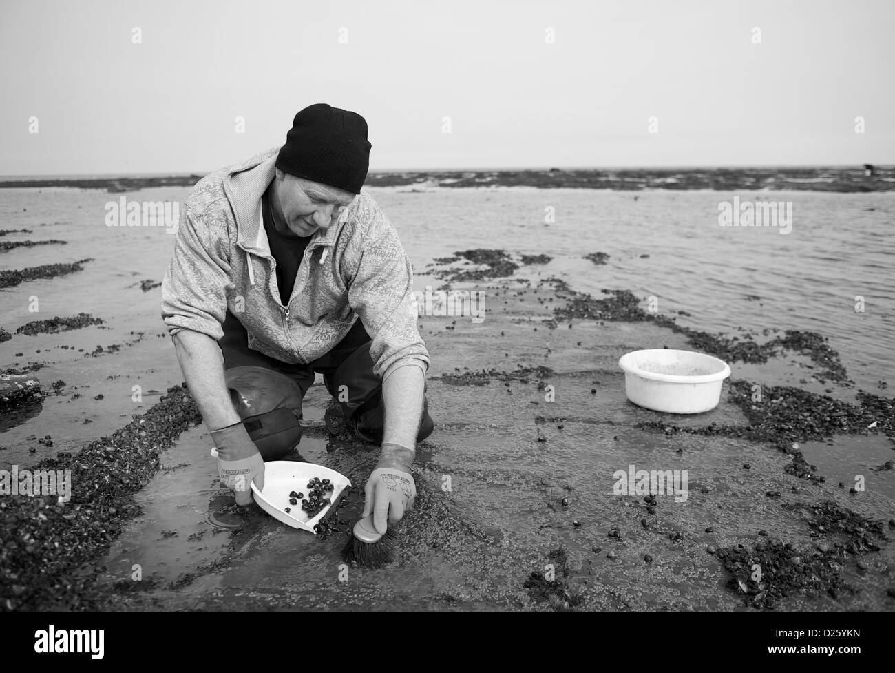 Ein Fischer sammelt Strandschnecken bei Ebbe in Saltburn, Cleveland, Stockfoto
