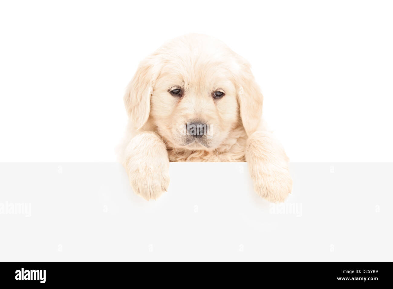 Ein kleiner Labrador Retriever posiert hinter eine Blindplatte, isoliert auf weißem Hintergrund Stockfoto