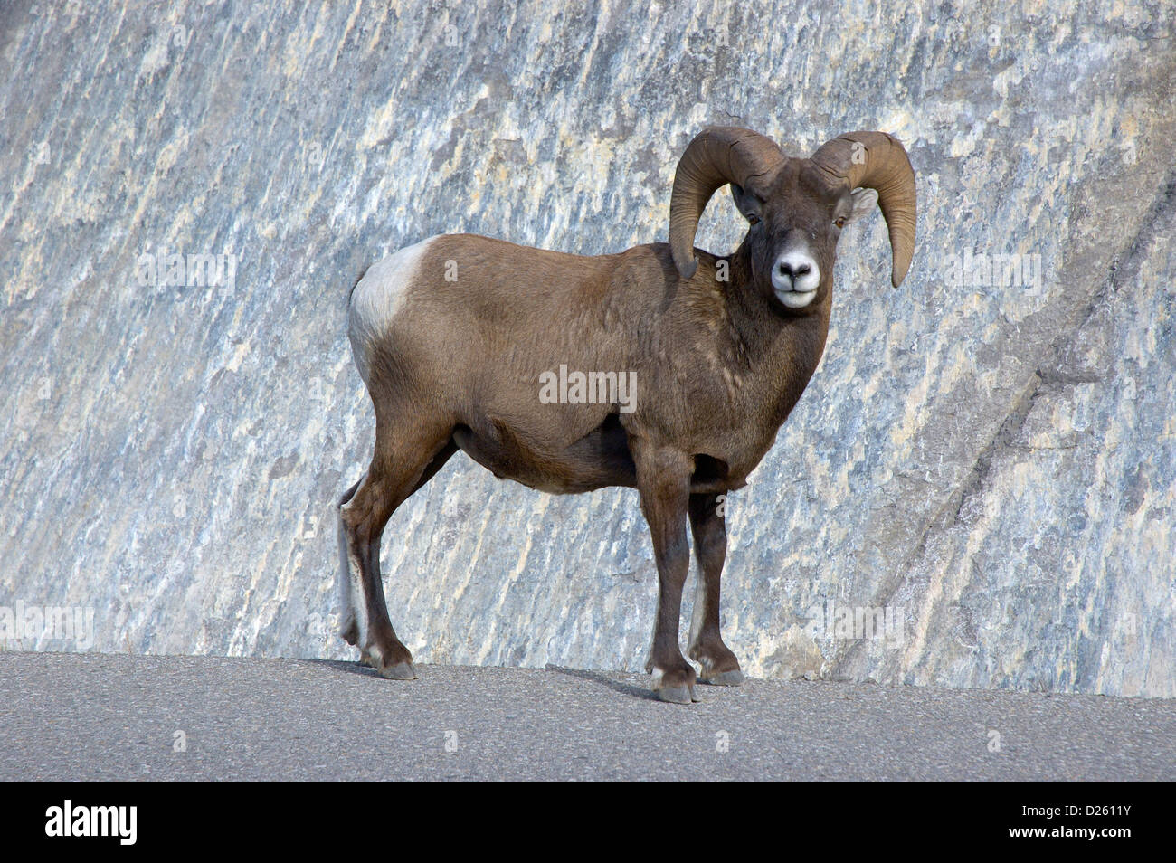 Big Horn Schafe Stockfoto