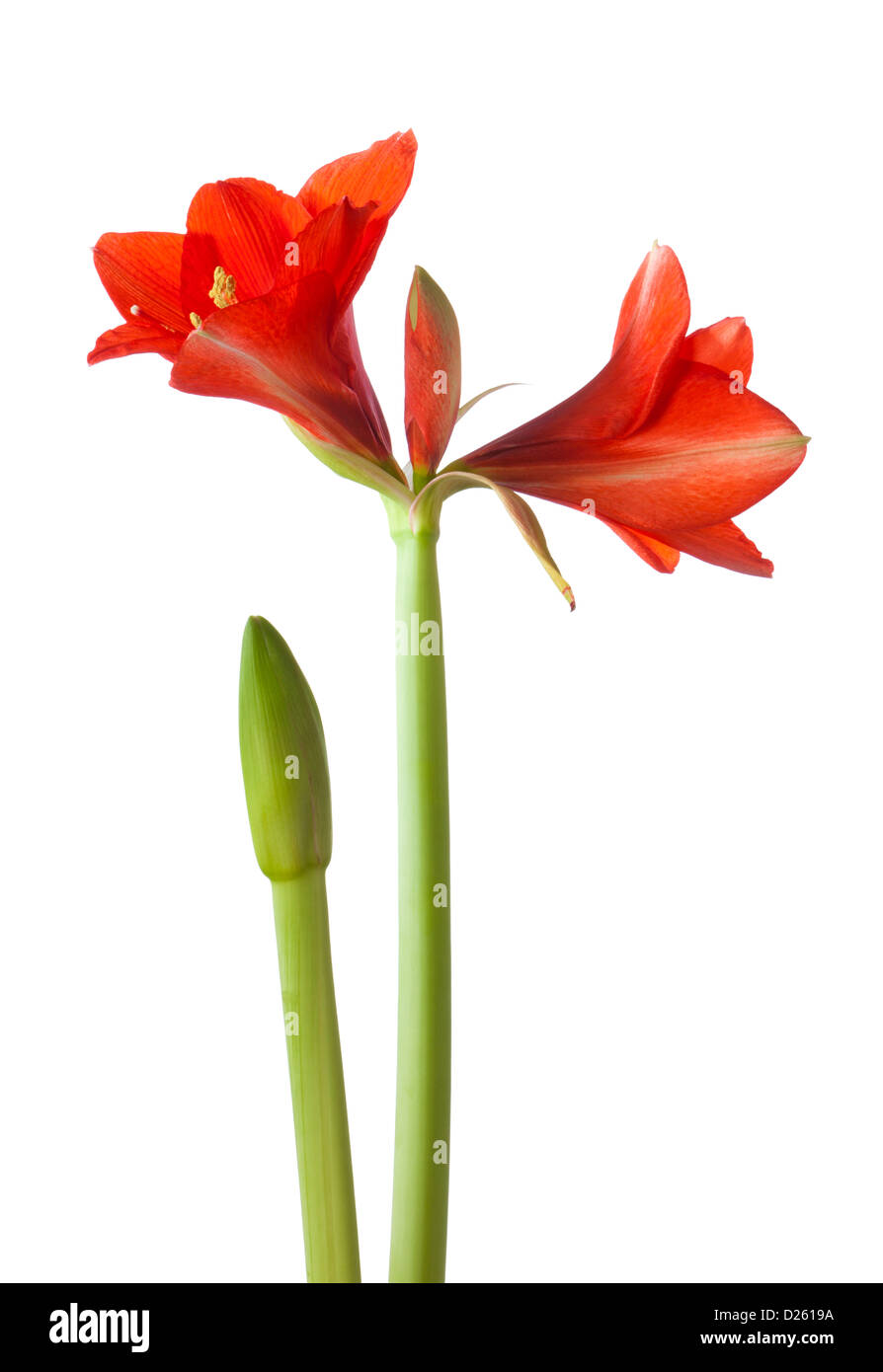 Amaryllis-Blüte und Knospe isoliert auf weiss Stockfoto