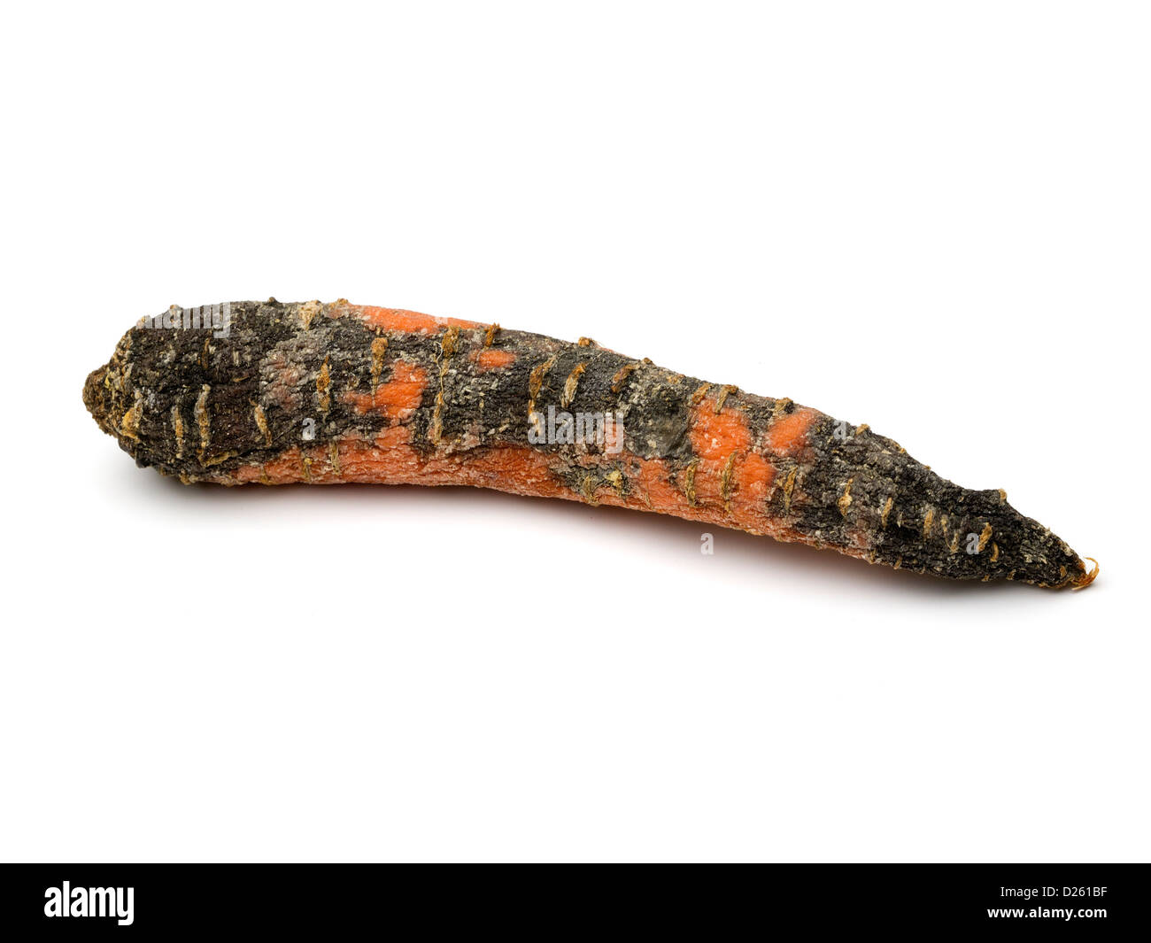 Faule Möhre isoliert auf weißem Hintergrund Stockfoto