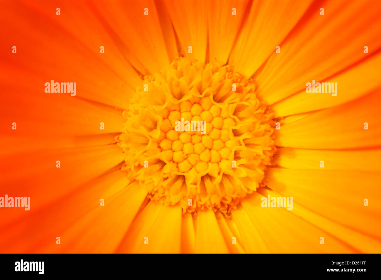 Ringelblume-Blume Stockfoto