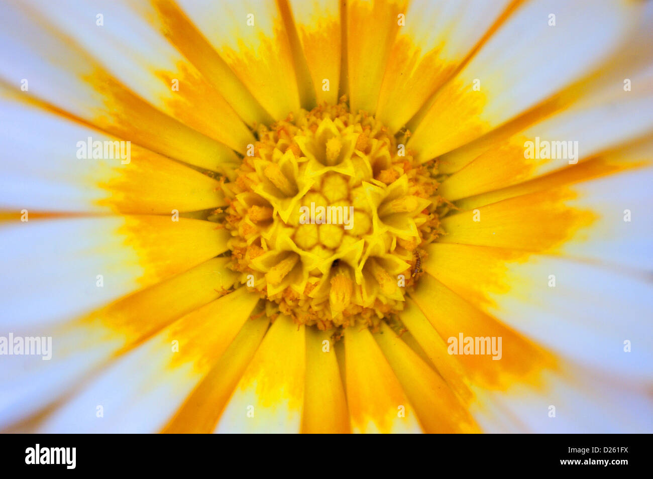 Ringelblume-Blume Nahaufnahme weiß und Stockfoto