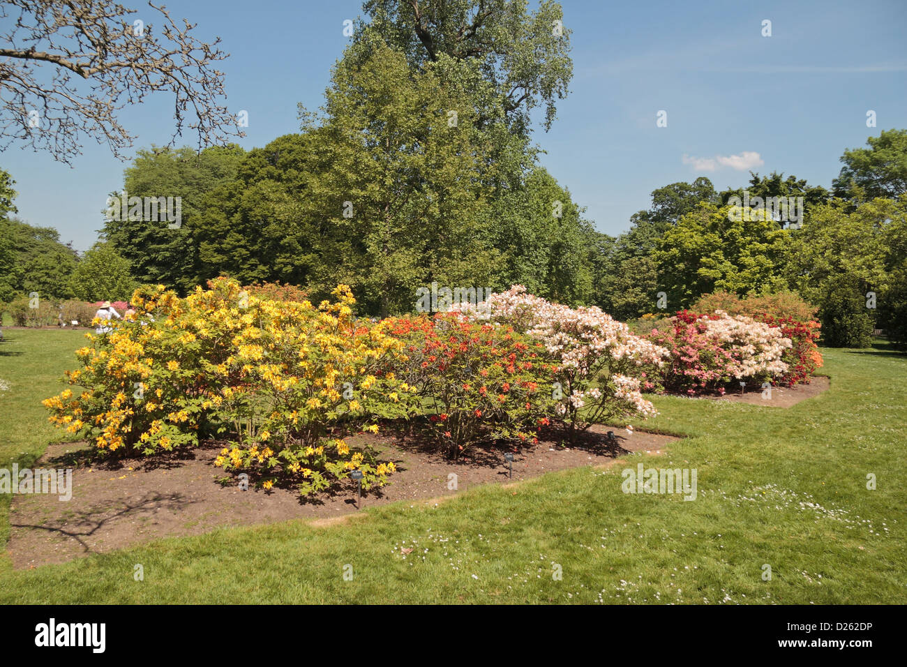 Die Azalee-Garten in den Royal Botanic Gardens, Kew, Surrey, England. Stockfoto