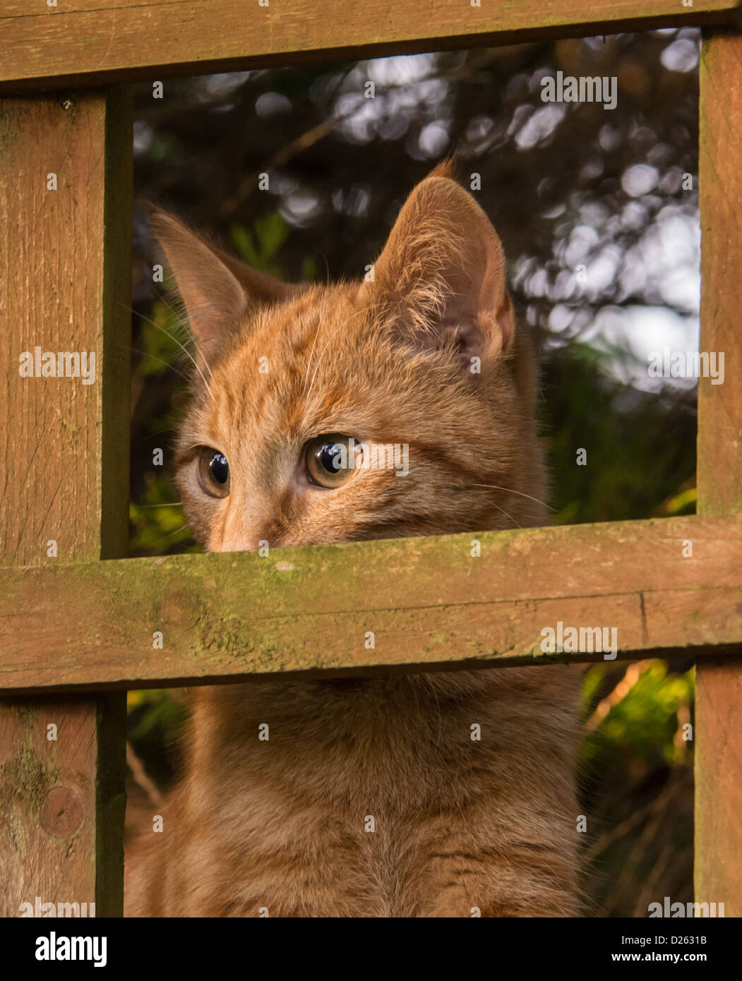 Ingwer-Bengal Ouvrez Katze guckt durch Zaun Stockfoto