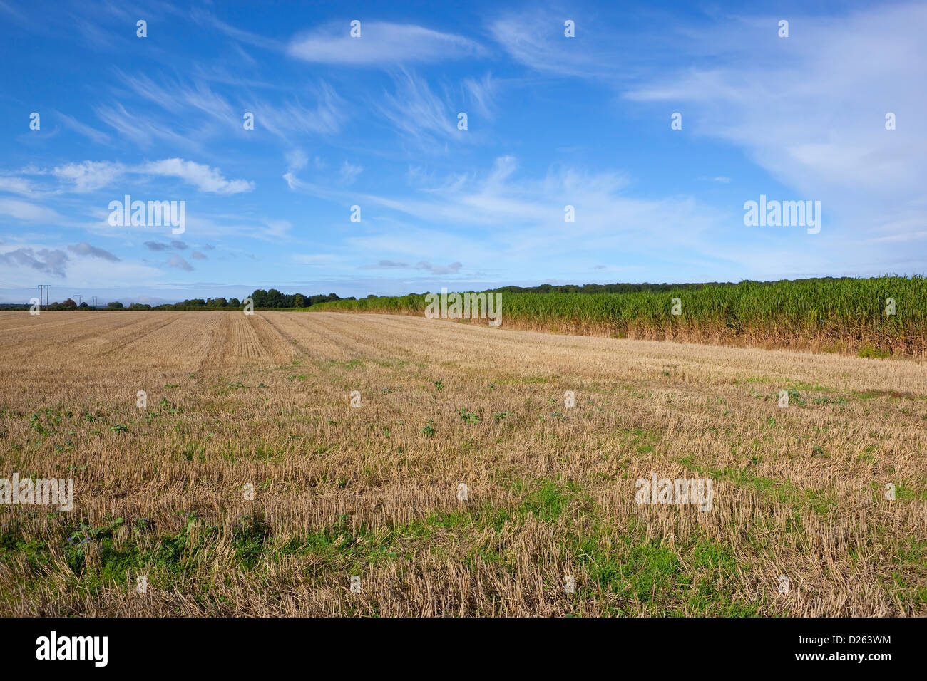 l Englisch Landschaft mit Stoppelfeldern und Elefantengras, Miscanthus unter blauem Himmel Stockfoto