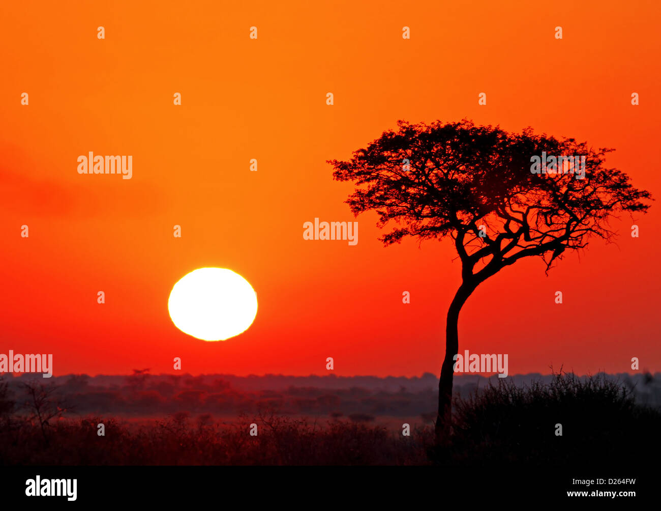 Sonnenaufgang am central Kalahari game Reserve in Botswana Stockfoto