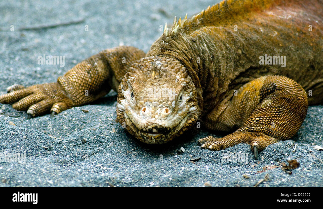 Die endemische Galapagos Land Iguana, selten als bedrohlich wie dieses aussieht, die Inseln primäre Symbol geworden Stockfoto