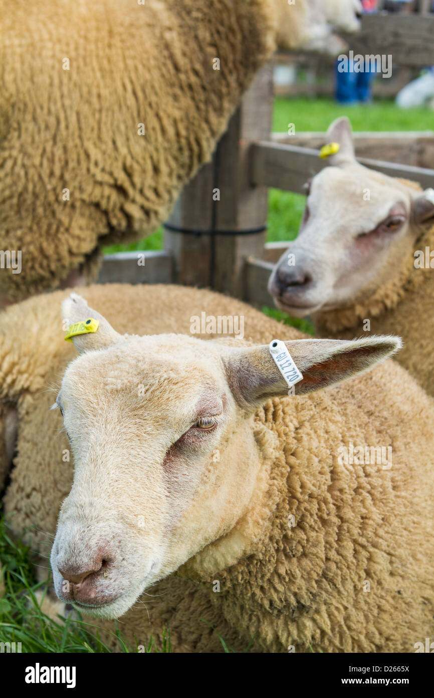 Cheviot Schafe auf dem Display an der Northumberland County Show in Corbridge, Northumberland, England Stockfoto