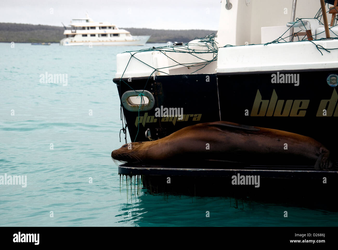 Eine entspannte Galapagos-Seelöwe ausgestreckt, dass Heck eines Bootes unter anderem im Hafen von Puerto Ayora, Santa Cruz Insel vor Anker Stockfoto
