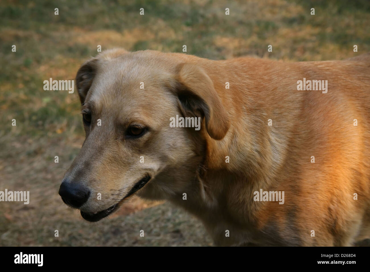 Alte gelbe Hofhund Stockfoto