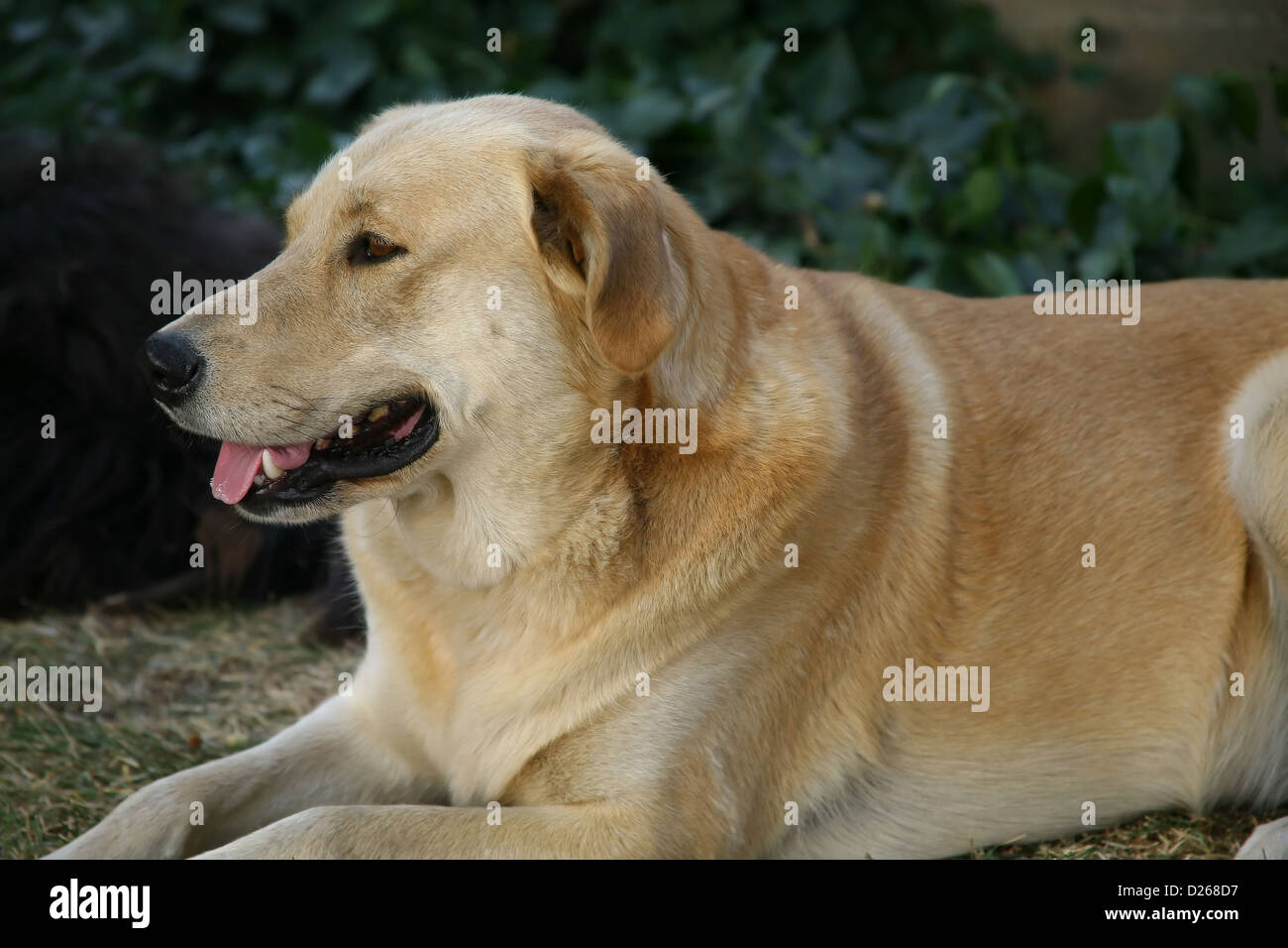 Inhalt alt gelb Hofhund Stockfoto