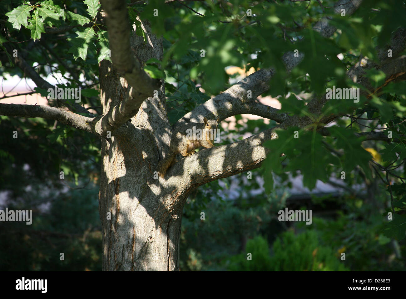 Eichhörnchen in Eiche Tre getarnt Stockfoto