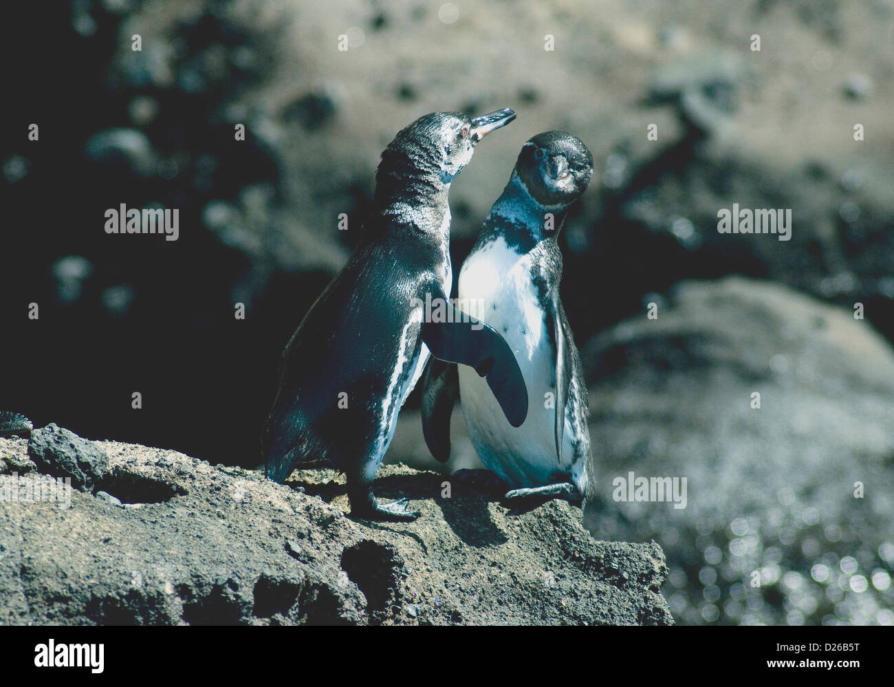 Diese "chatten" Pinguine, endemisch auf den Galapagos-Inseln sind das einzige Pinguinarten nisten in den Tropen Stockfoto