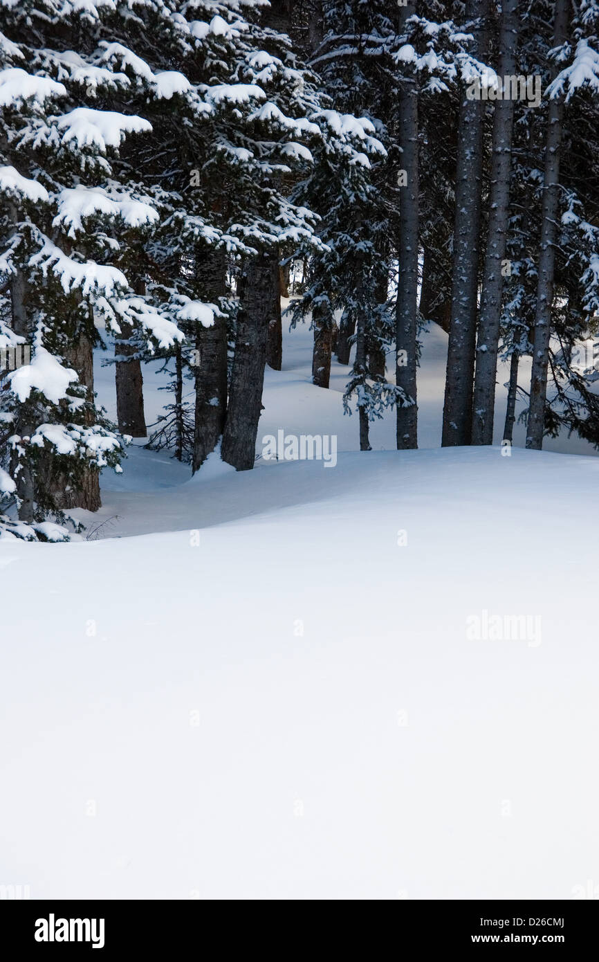 Verschneiten Wälder Stockfoto
