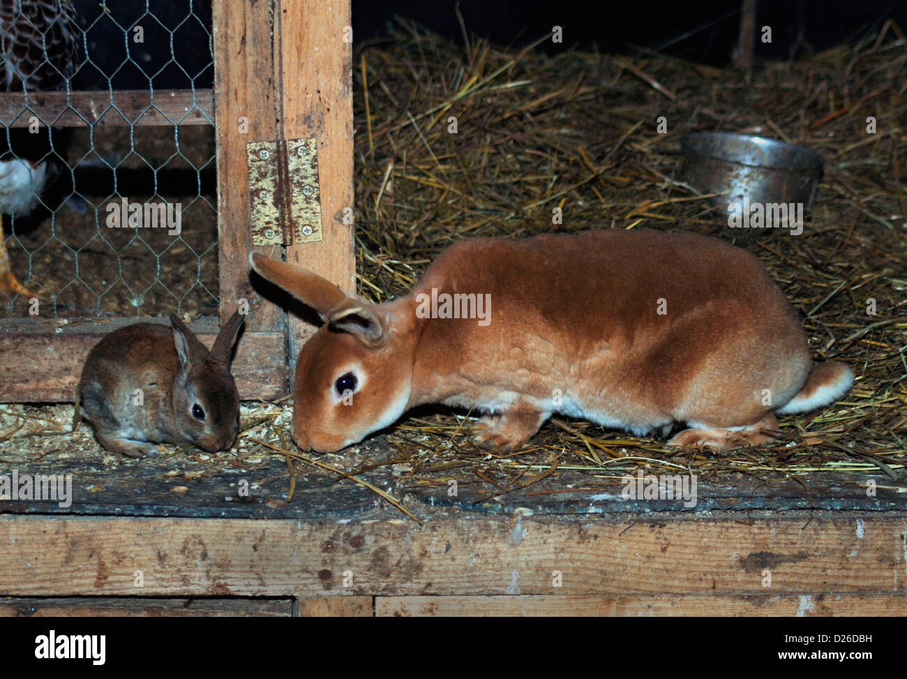 Erwachsenen & Baby Kaninchen. Stockfoto