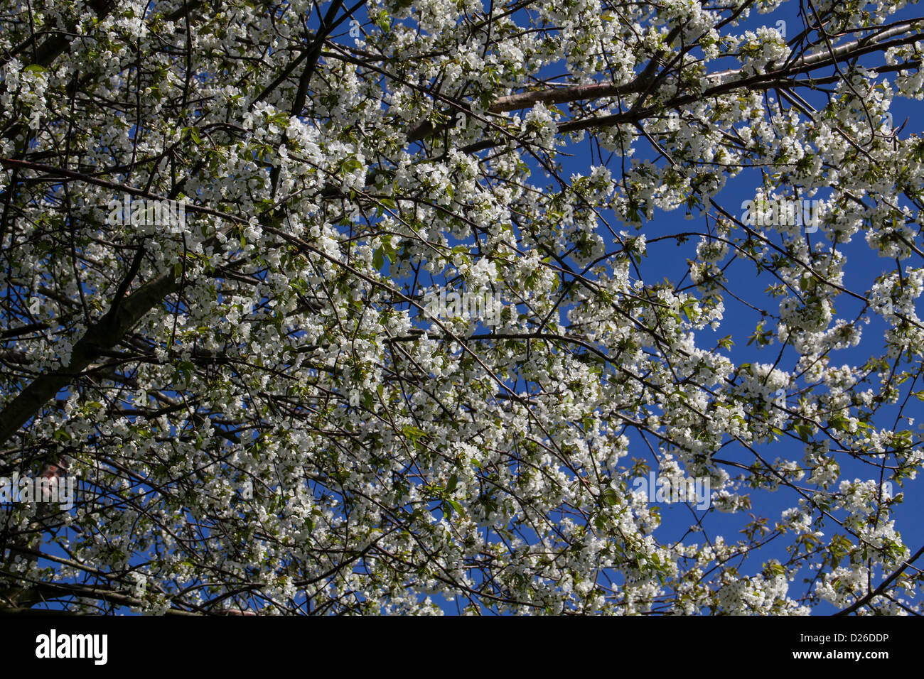 Wunderschöne Blüten an einem Baum blackthorn Stockfoto