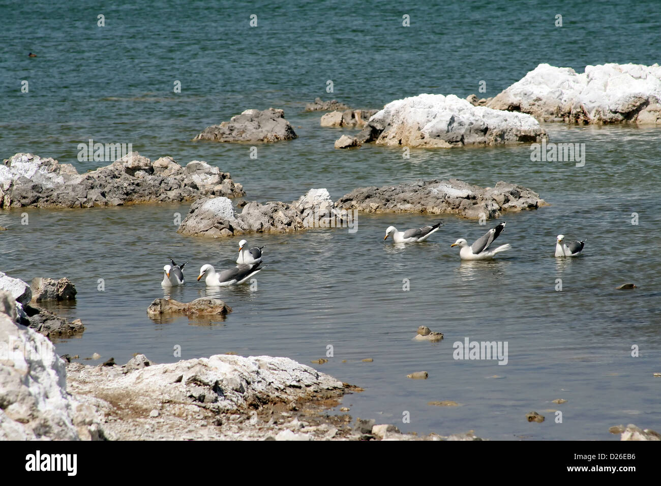 Möwen im Mono Lake Kalifornien Stockfoto