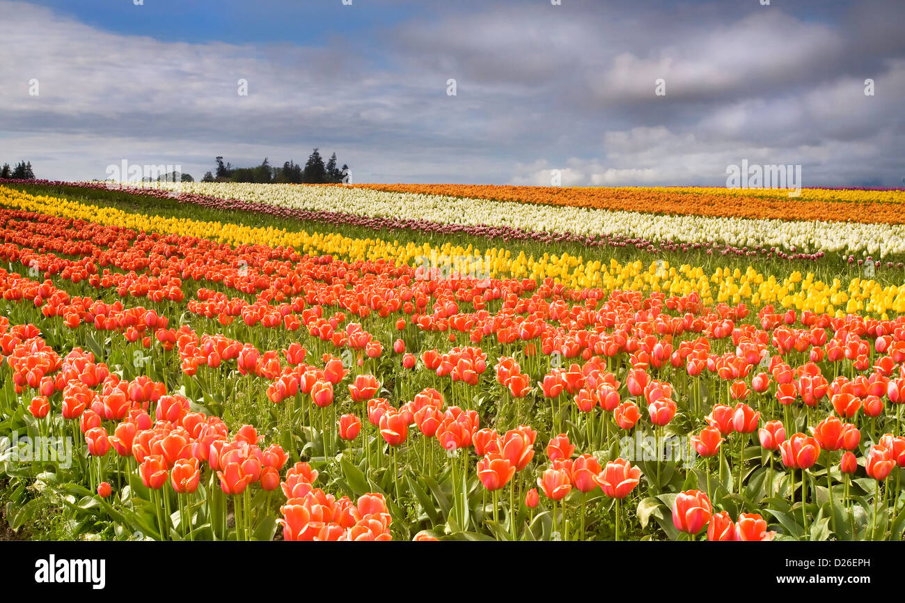 Über bunte Felder Stockfoto