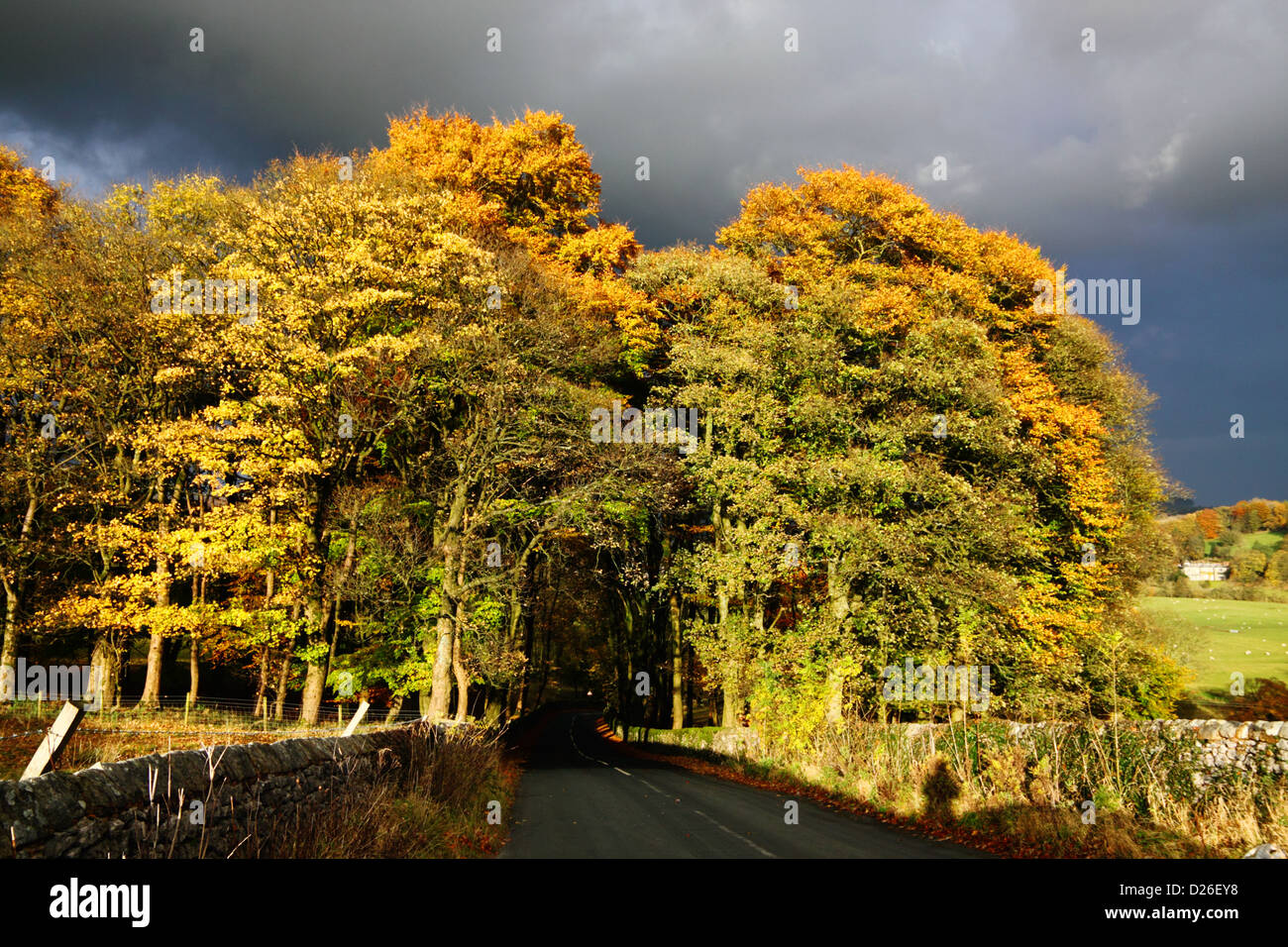 Dunklen Himmel und Herbst Licht beleuchtet Bäume in der Nähe von Slaidburn. Stockfoto