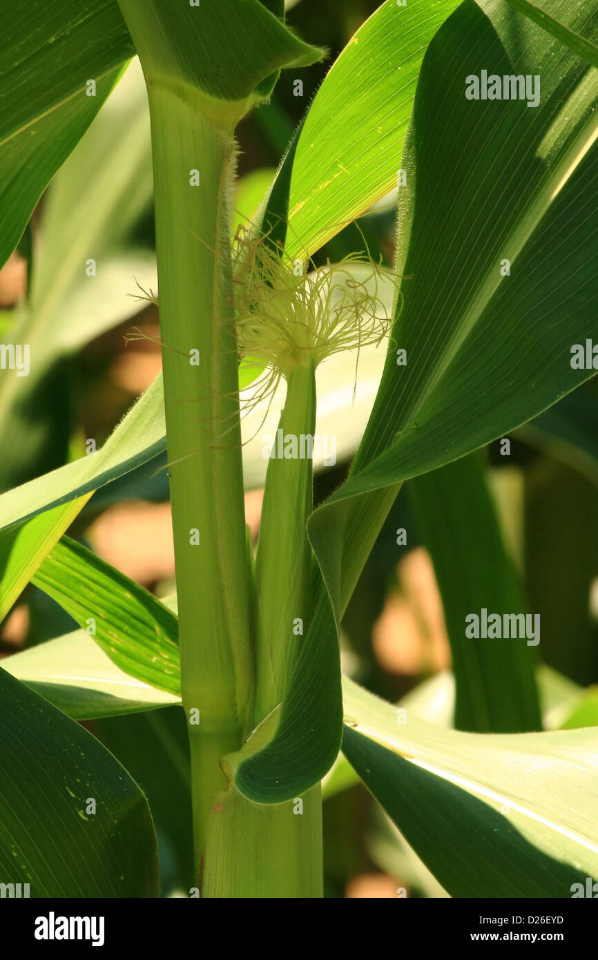 Junge Ohr auf Maispflanze im Feld Stockfoto
