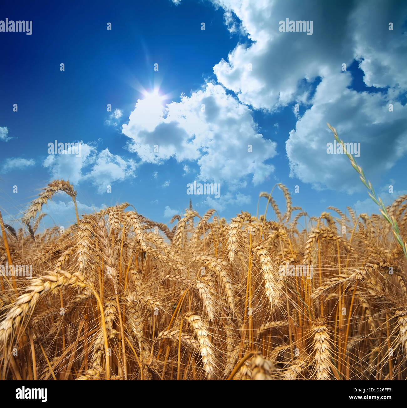 Weizen und Himmel Stockfoto