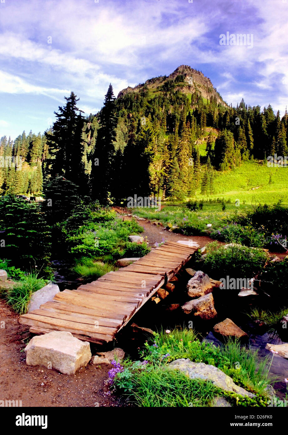 Wildblumen auf Mt. Rainier Stockfoto