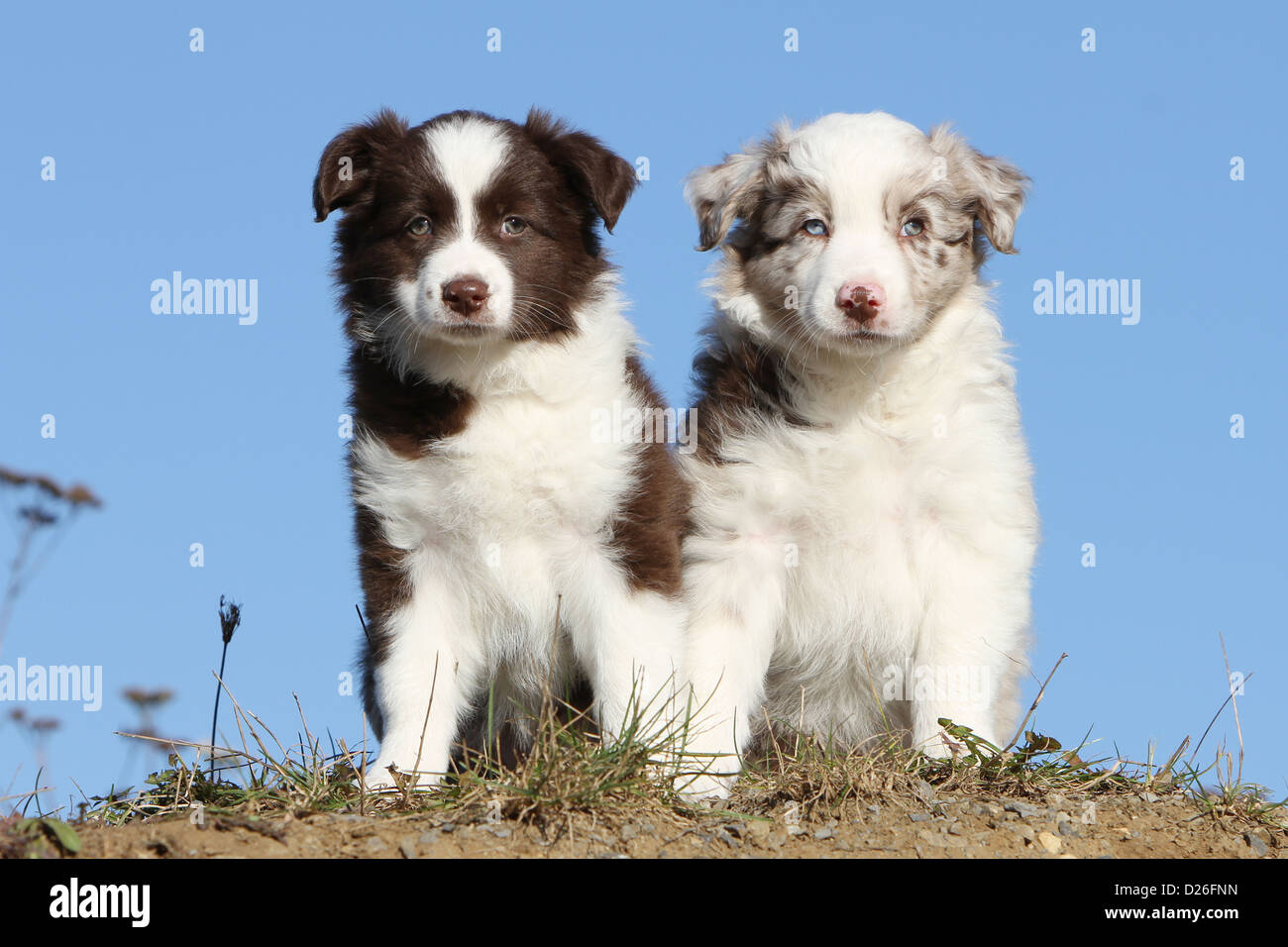 Red merle color Fotos und Bildmaterial in hoher Auflösung Alamy