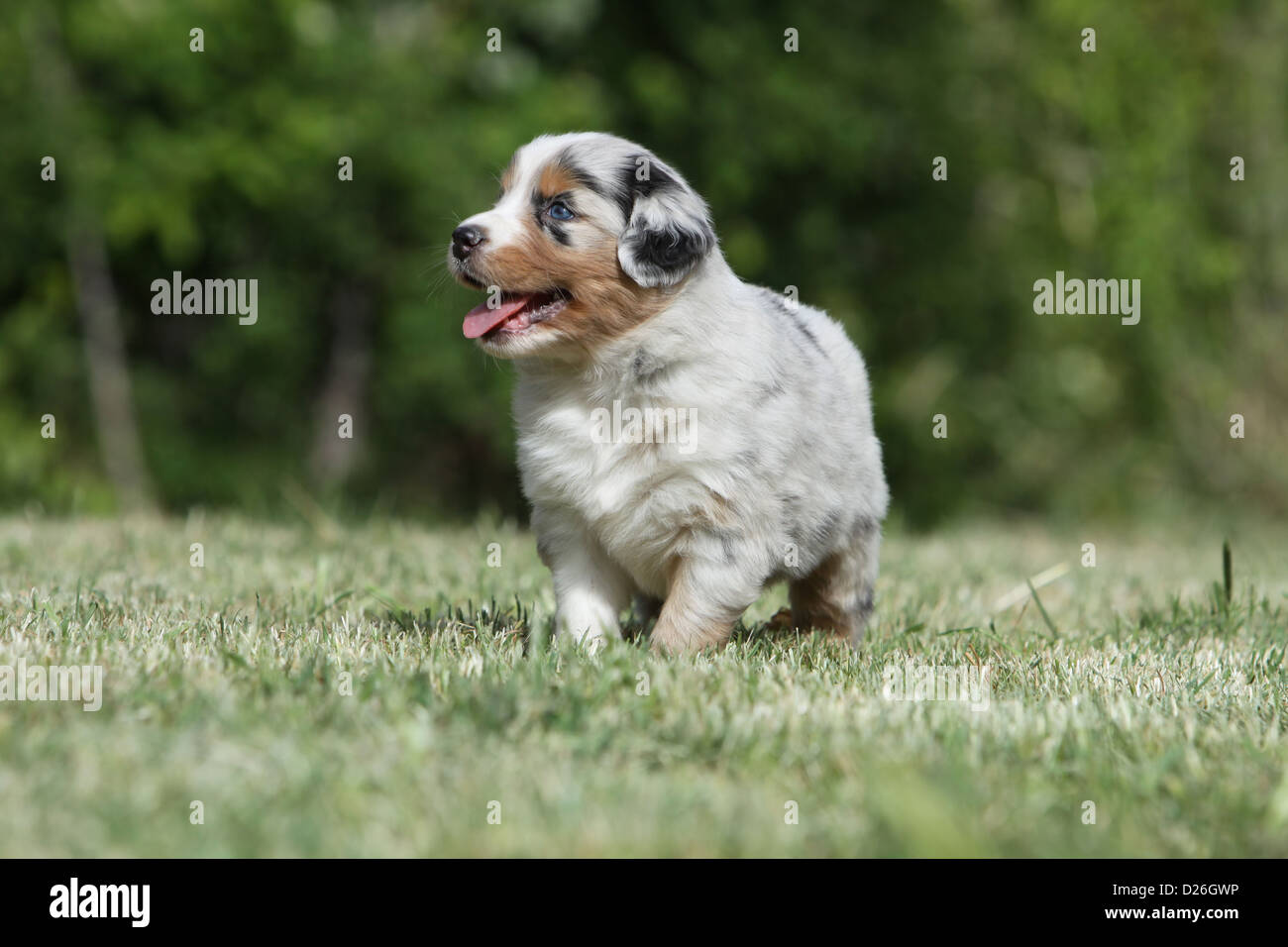 Hund Australian Shepherd / Aussie Welpen (blue Merle) stehen auf dem Rasen Stockfoto