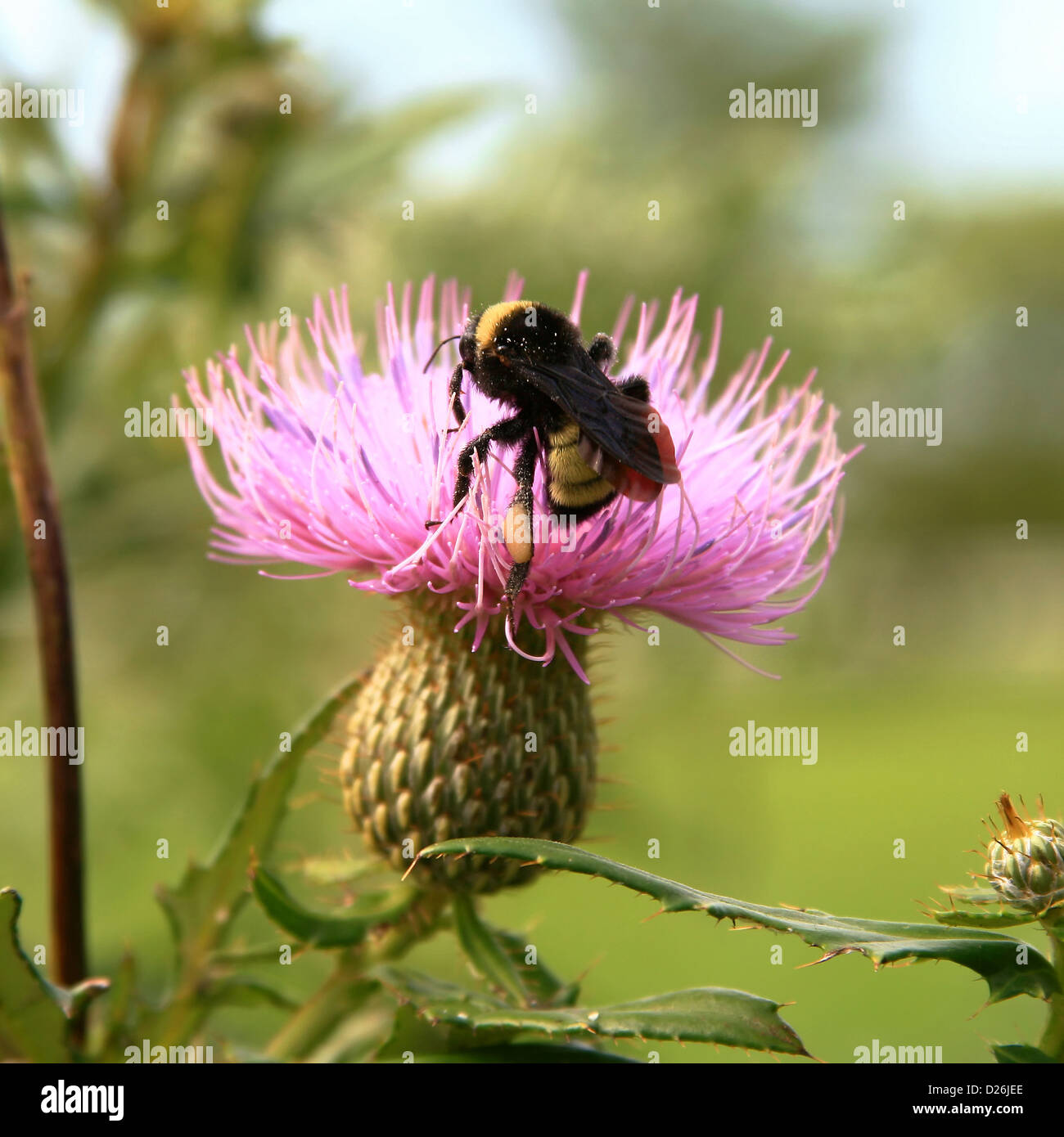 Hummel auf Distel Blume Stockfoto