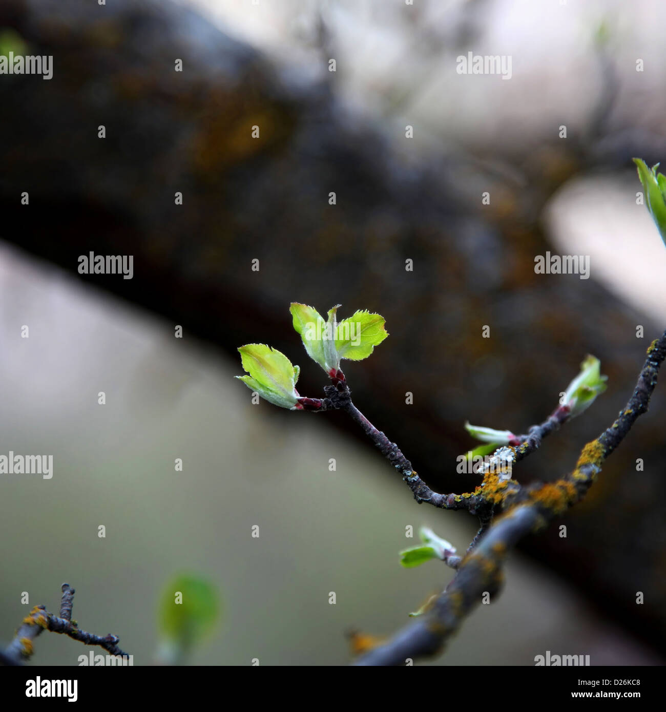 Jungen Apfelbaum Blätter im Frühjahr Stockfoto