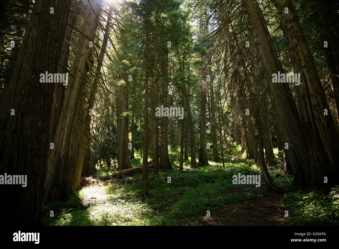 Alte Zeder-Waldung im Wald Stockfoto
