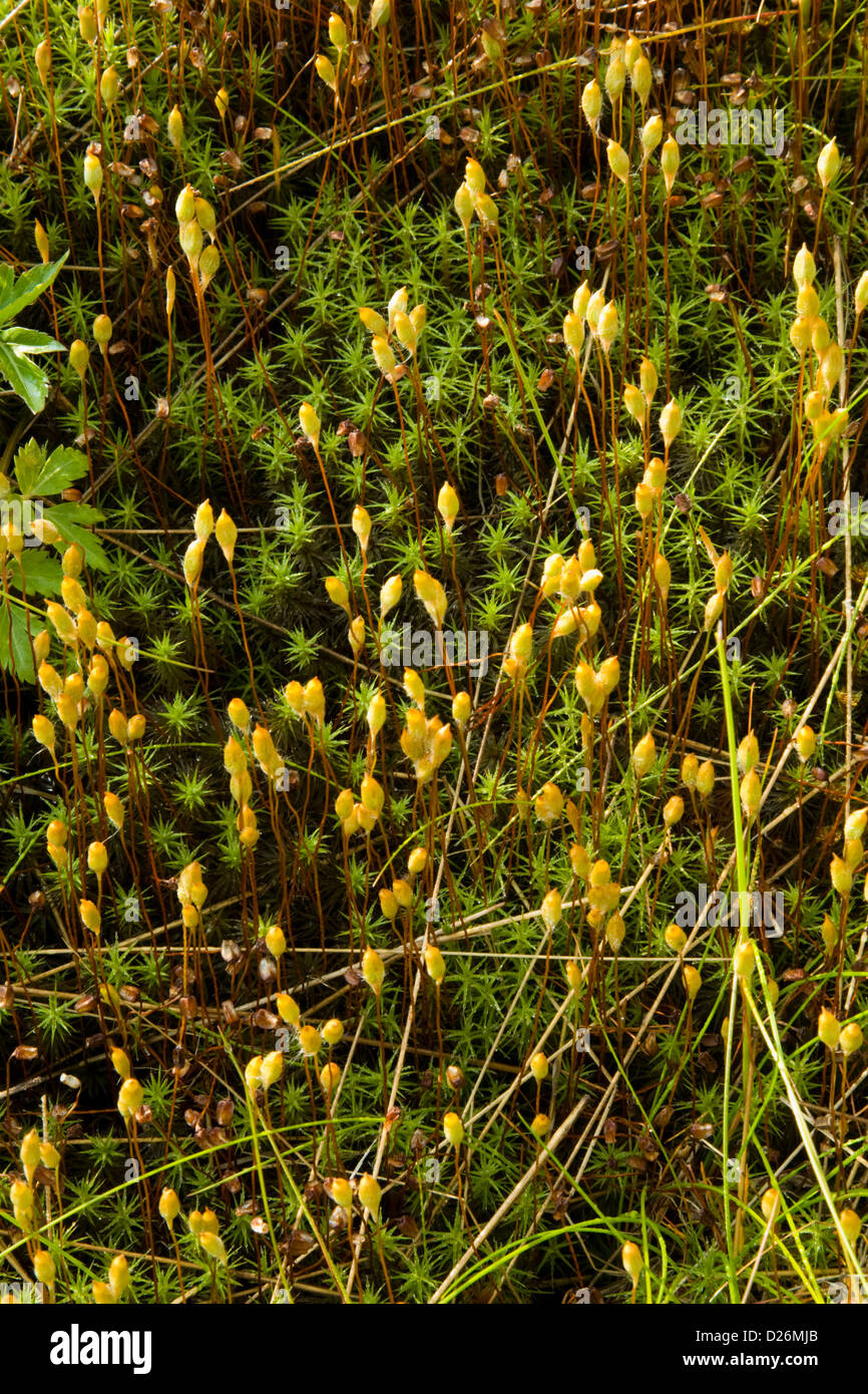 Moose, Runde kahle Stockfoto